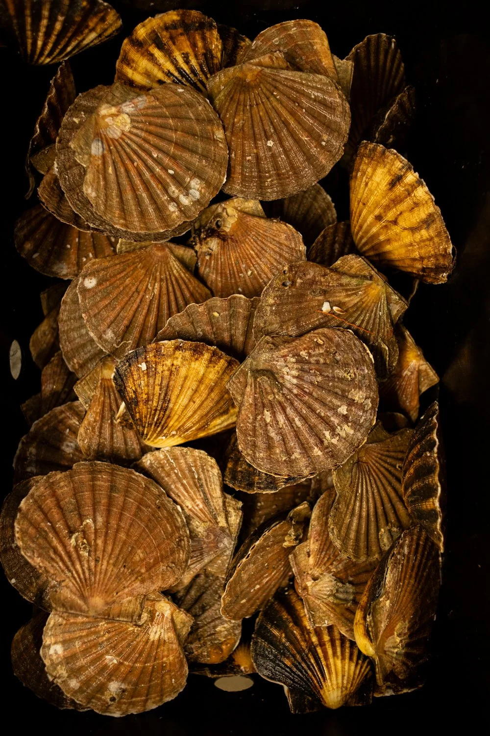Extra shells from scallops are stored at Keltic Seafare in Dingwall, Scotland.