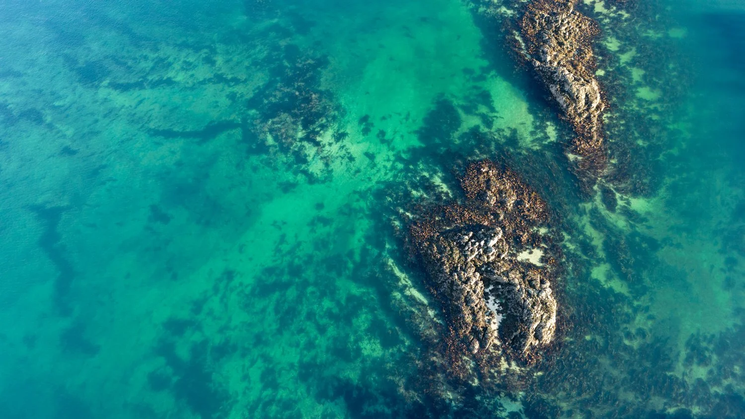 The vast majority of reefs in the UK have been lost. Loch Alsh has some of the most intact remaining.
