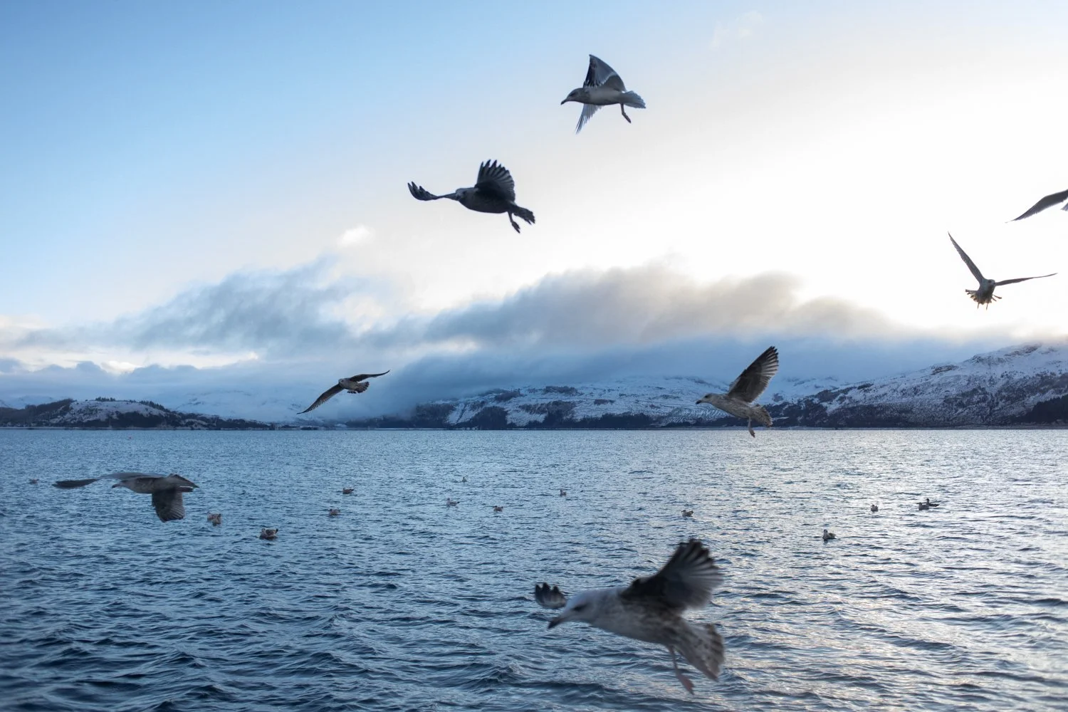 Seagulls fly near a creel fishing vessel on Loch Alsh.