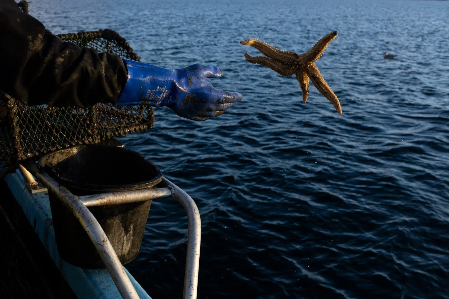 A starfish is returned to the sea. Any small amounts of bycatch are tossed back into the loch when caught by creel fisheries and the majority survives.