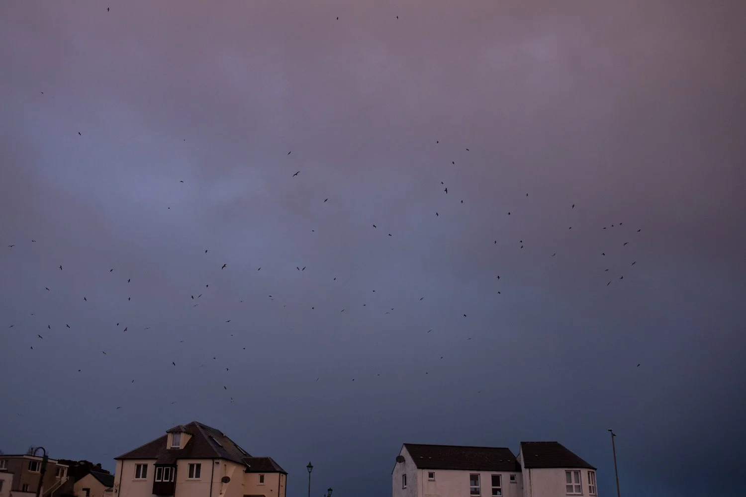 Birds fly over the small fishing town of Kyleakin, Scotland in the early morning.