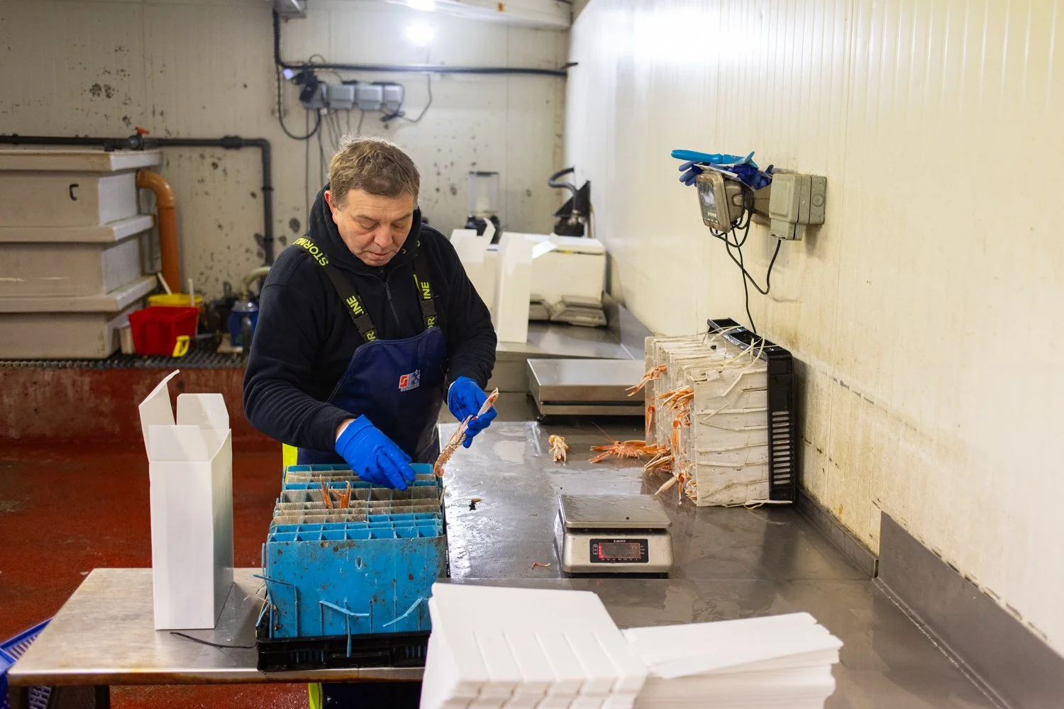 An employee at Keltic Seafare takes live prawns received from a fishery and weighs them before packing them for export in Dingwall, UK.