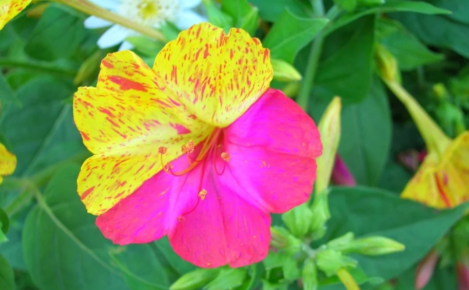 Dia 29 de agosto, Workshop  de Feng Shui - Natureza do Equilíbrio 