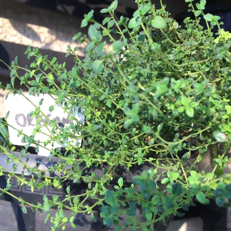 Natureza à mão e dentro de casa.