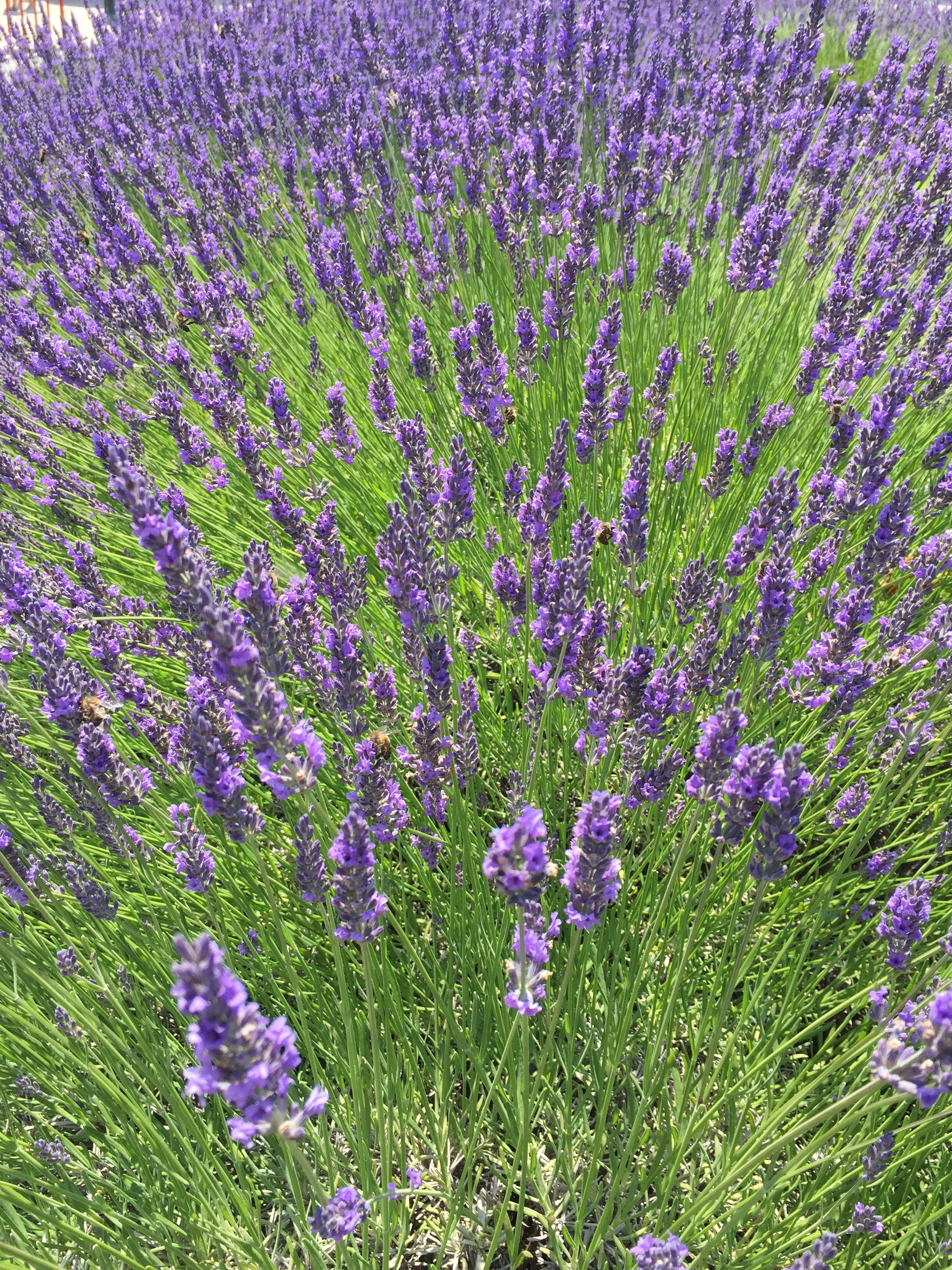 Primavera: revivendo a Roda da Vida