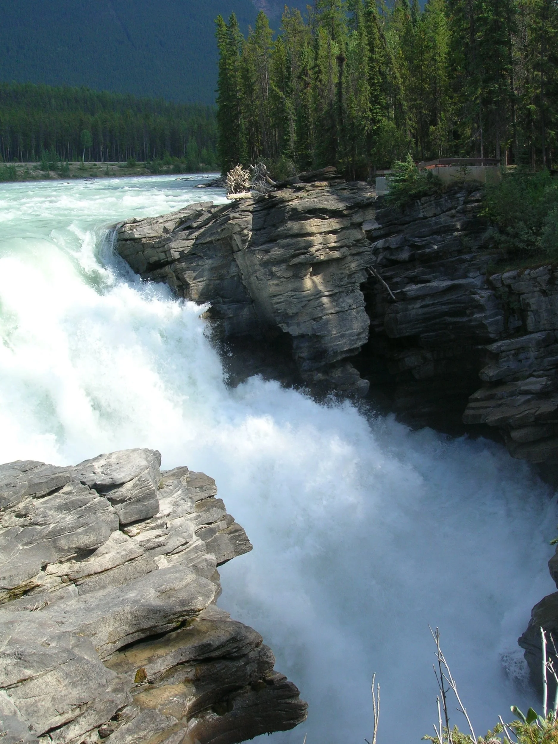 Ano do Tigre de Água