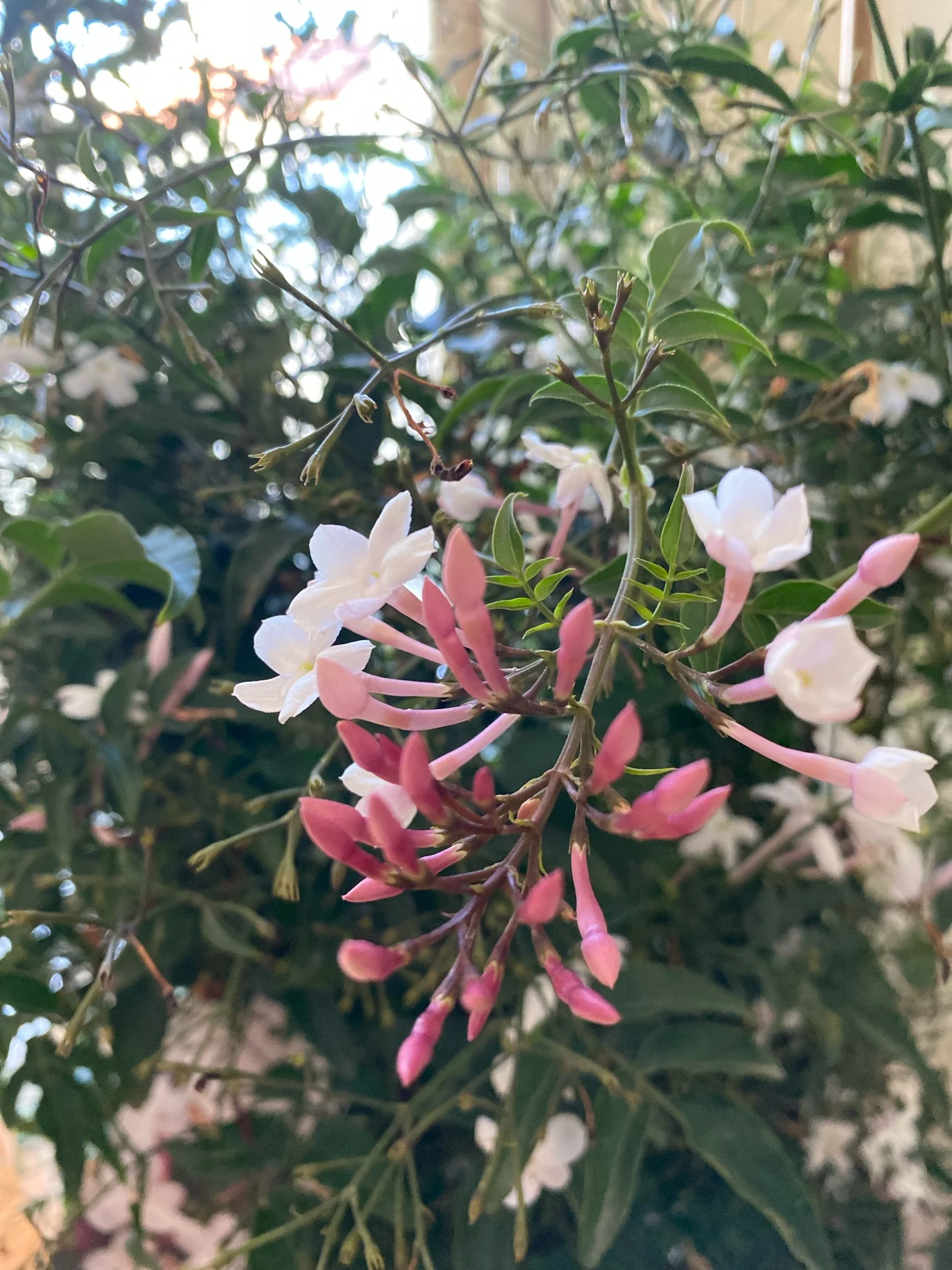 Que seja infinito enquanto dure