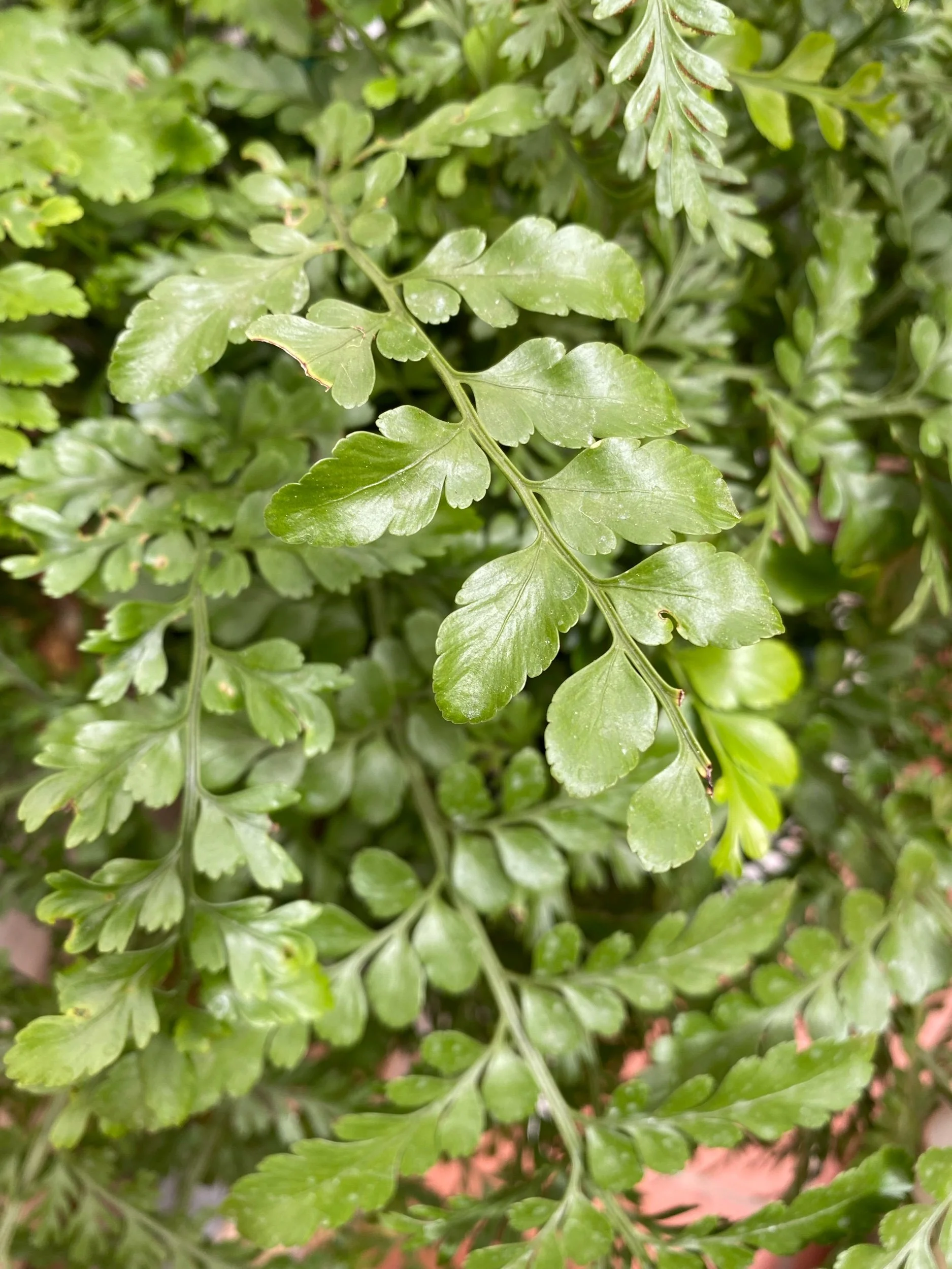 Trabalho, missão ou propósito?