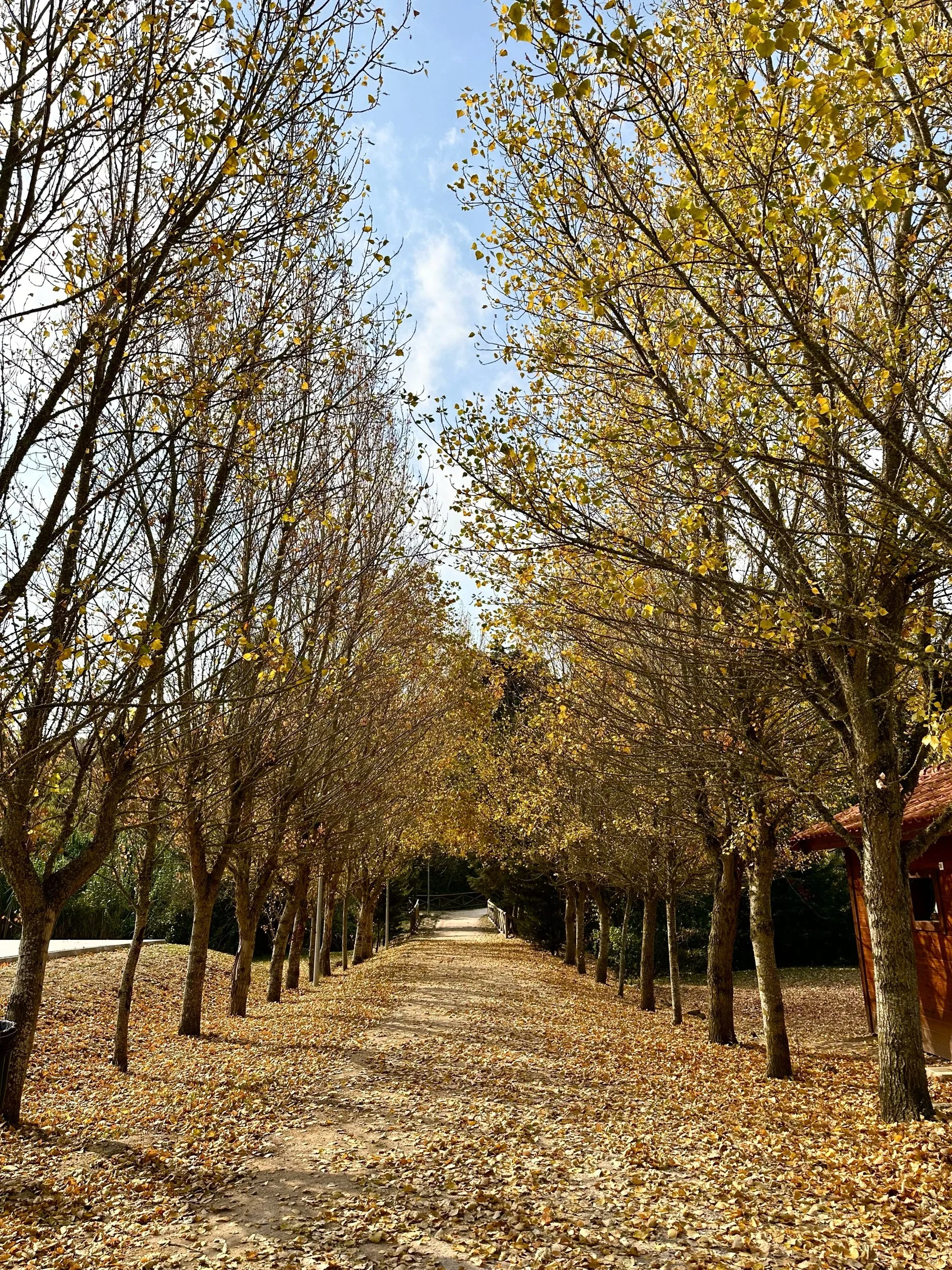 A sabedoria das árvores