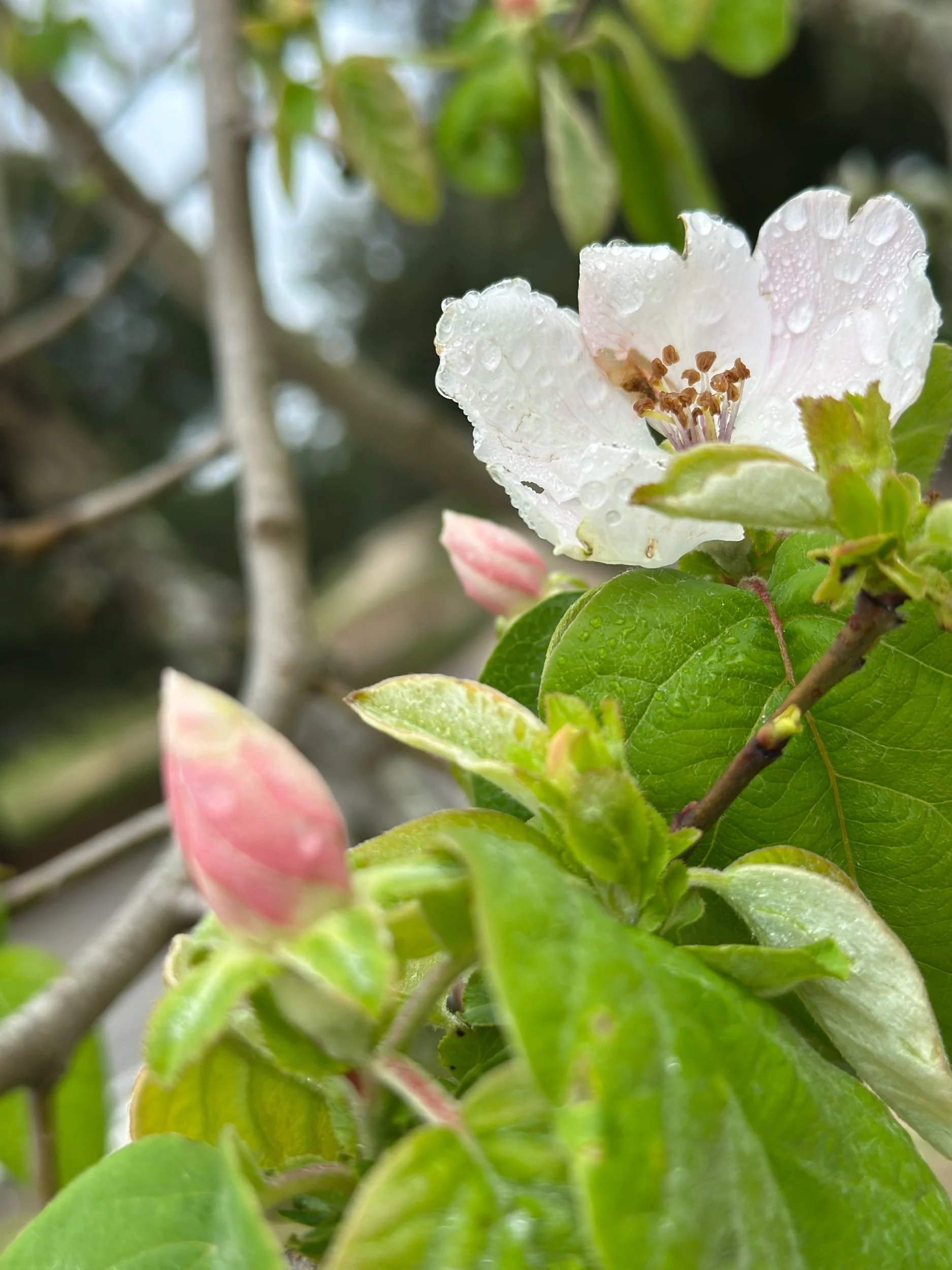 Páscoa, a metáfora da Primavera