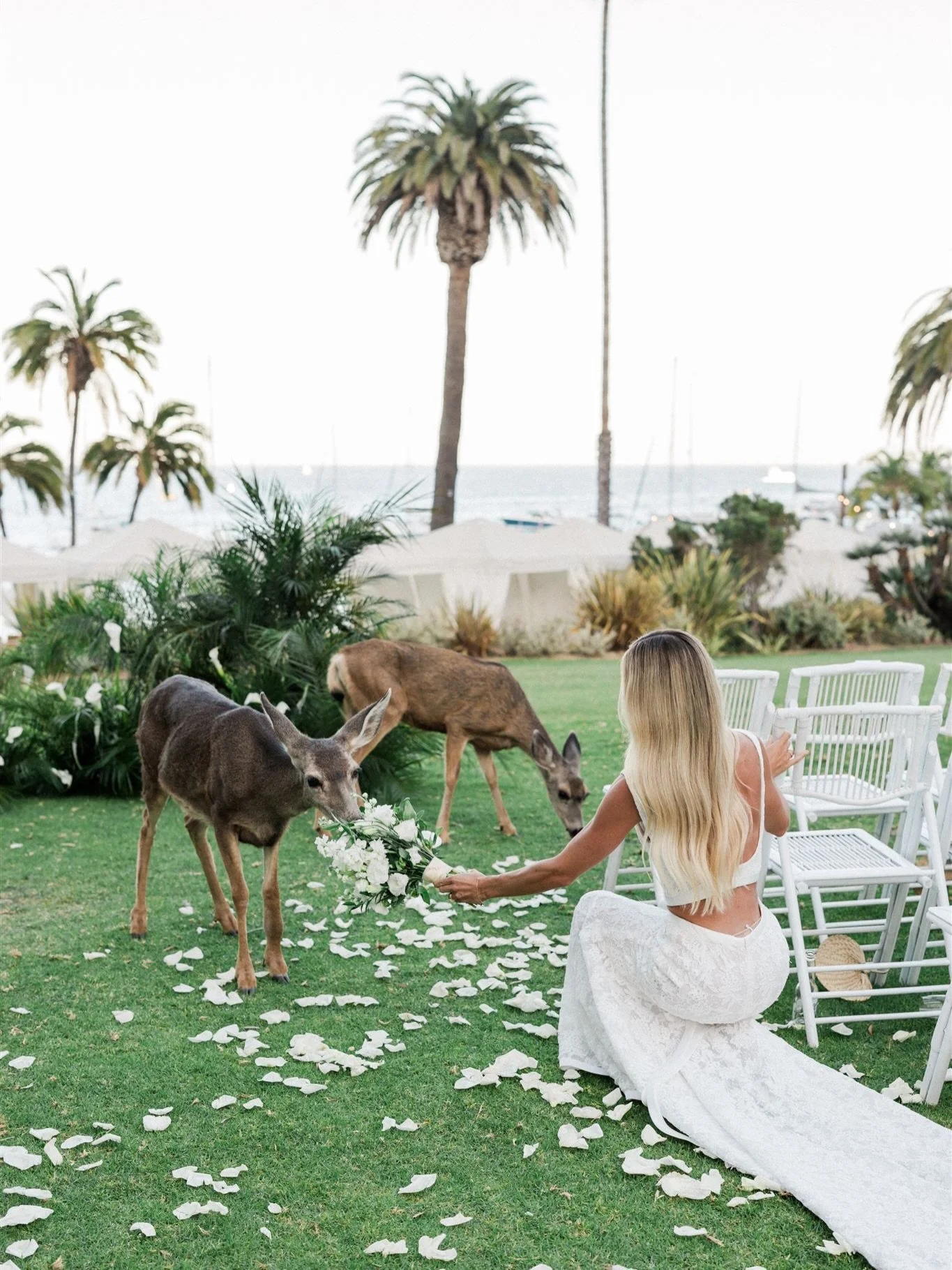 1 year since Maddie &amp; Griffin&rsquo;s magical wedding day on Catalina. 

@Lscottevents
@valoriedarling
@descansobeachclub
@juliekingstudio 
@windansea.coconuts 
@jennaleeartistry
@archiverentals
@reemacrawedding @chynnapope_atelier 

#catalinaisl