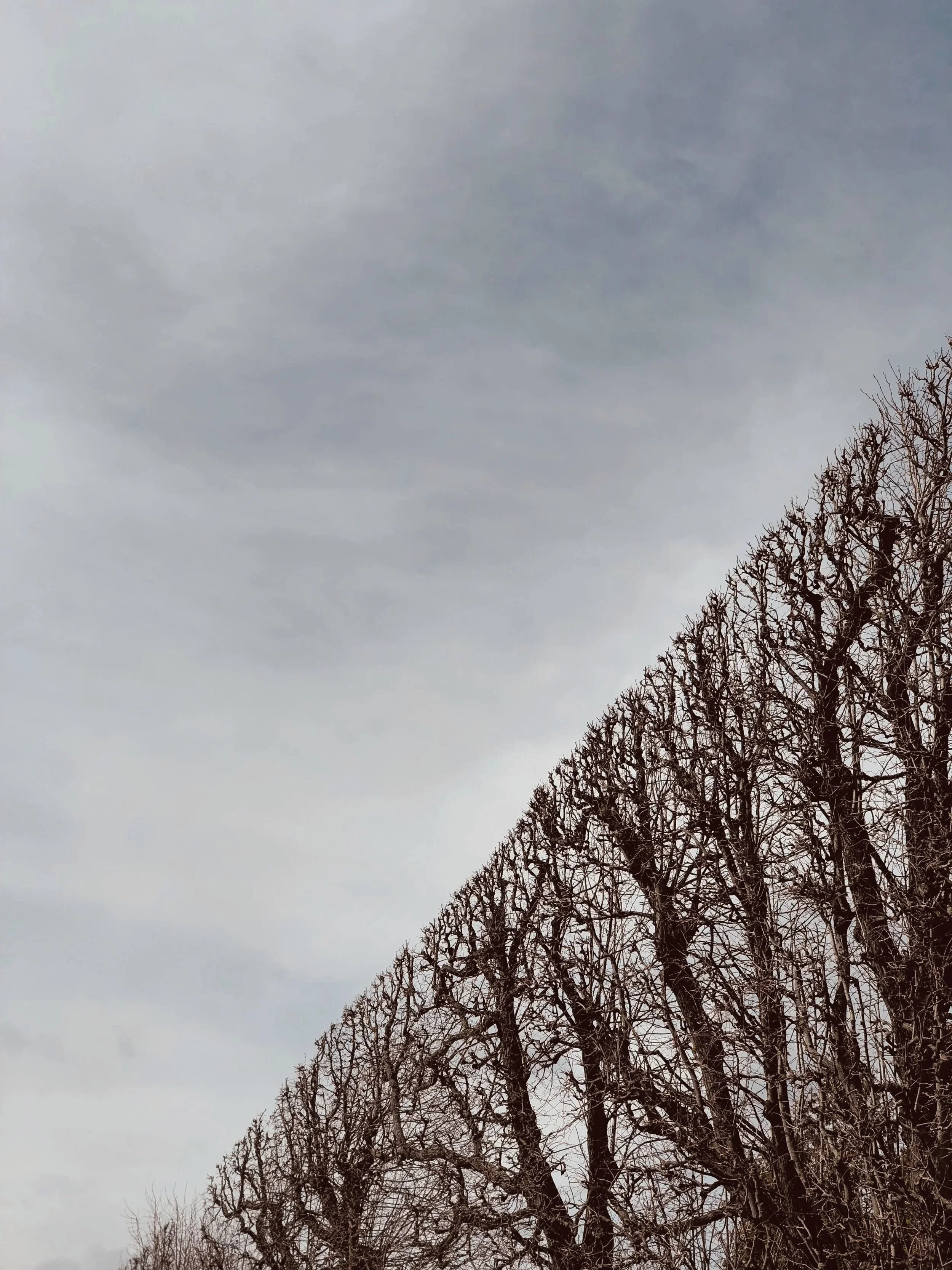 CUT OFF:
Abstract shot taken in Vienna of the freshly cut trees. The contrast in textures and the sharp edge of the tree line as opposed to the blurry softness of the sky gives a reassuring order to the viewer. There is no room for chaos.
