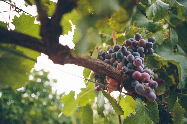grapes-20.jpg