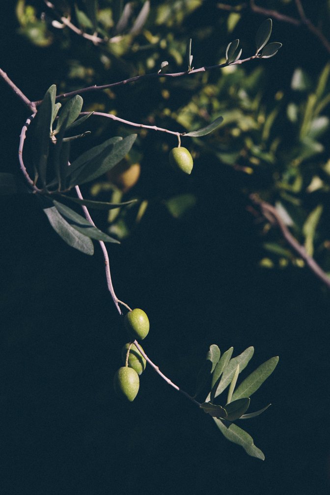 olive-16.jpg
