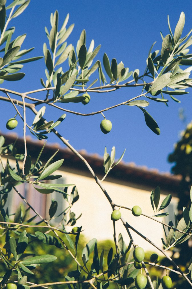 olive-17.jpg