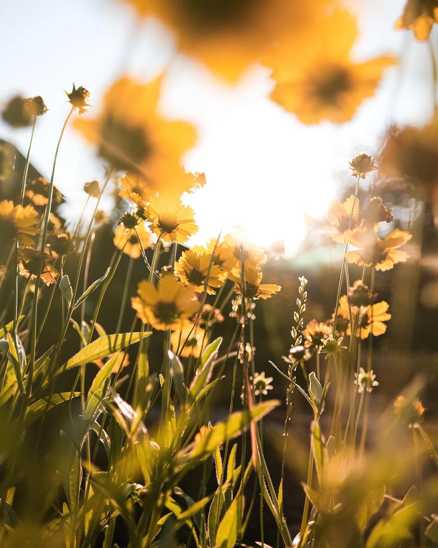 Trevlig sommar &ouml;nskar vi p&aring; Kapitel Hem &amp; Fastigheter 🌻