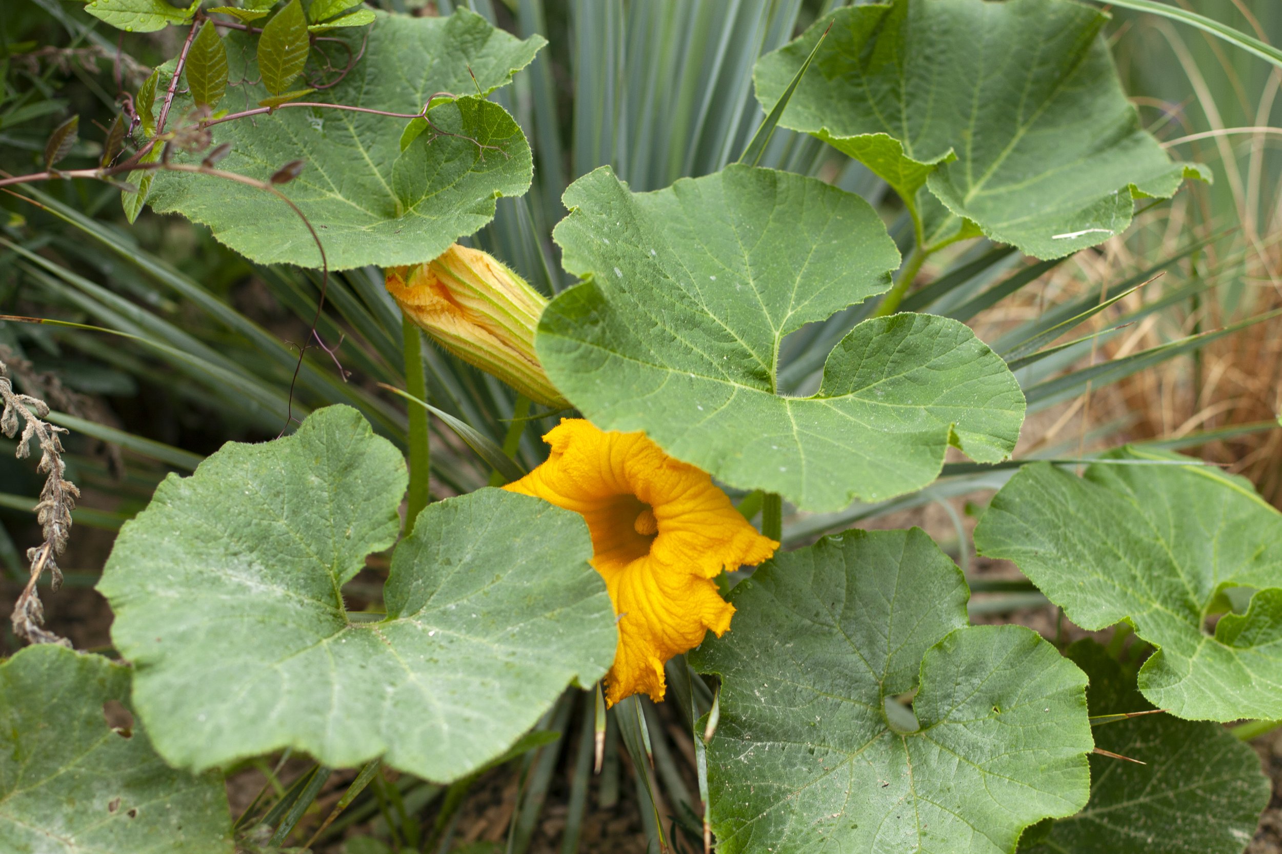IMG_0689.jpg