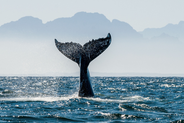 fundacion-firmm-tarifa-spirit-festival-2026-whale-watching-local-facilitator.png