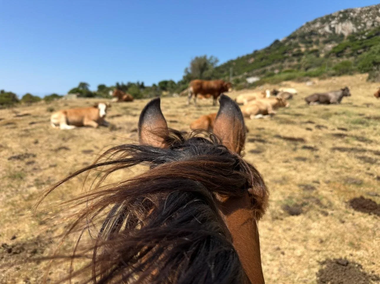 Klaartje Muijser · Hurricane Hipica — Montar a caballo — Tarifa Spirit Festival 2026