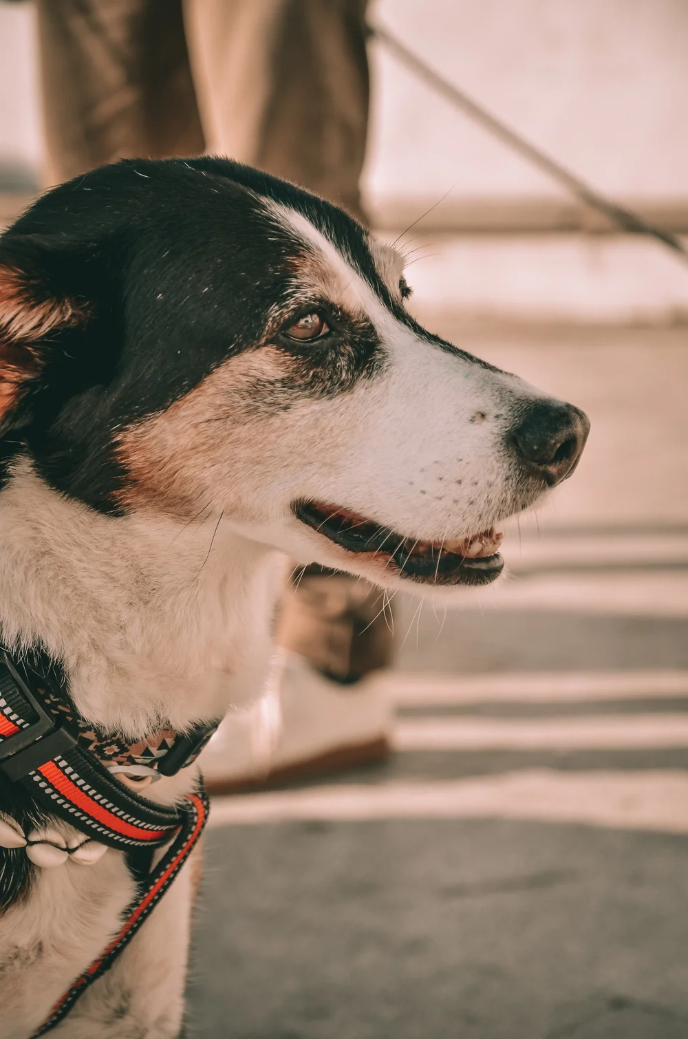 La Escuelita para Perros — Guardians of Being · Workshop with Dogs — Tarifa Spirit Festival 2026