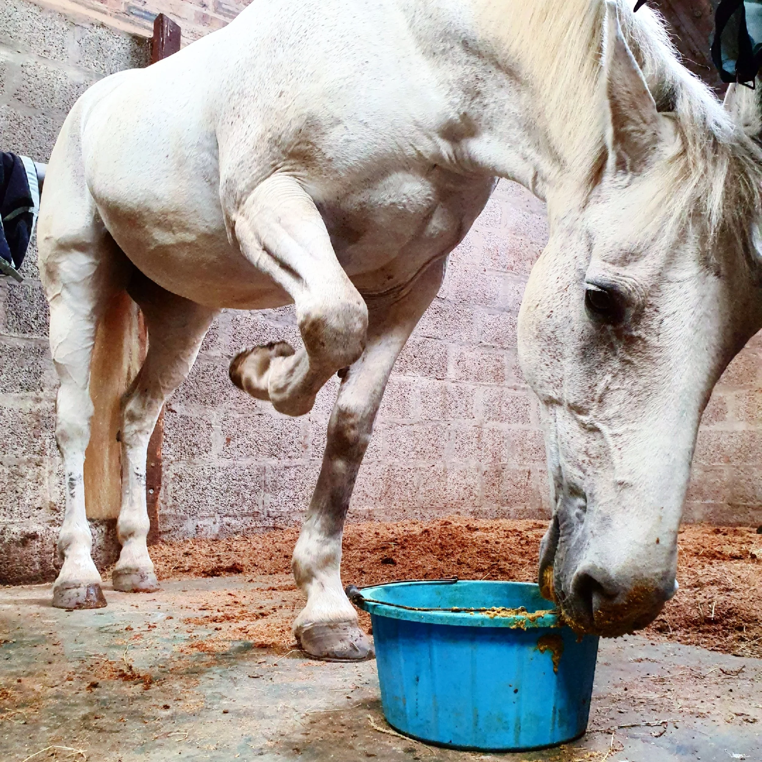 Dusty fully clipped, enjoying her feed