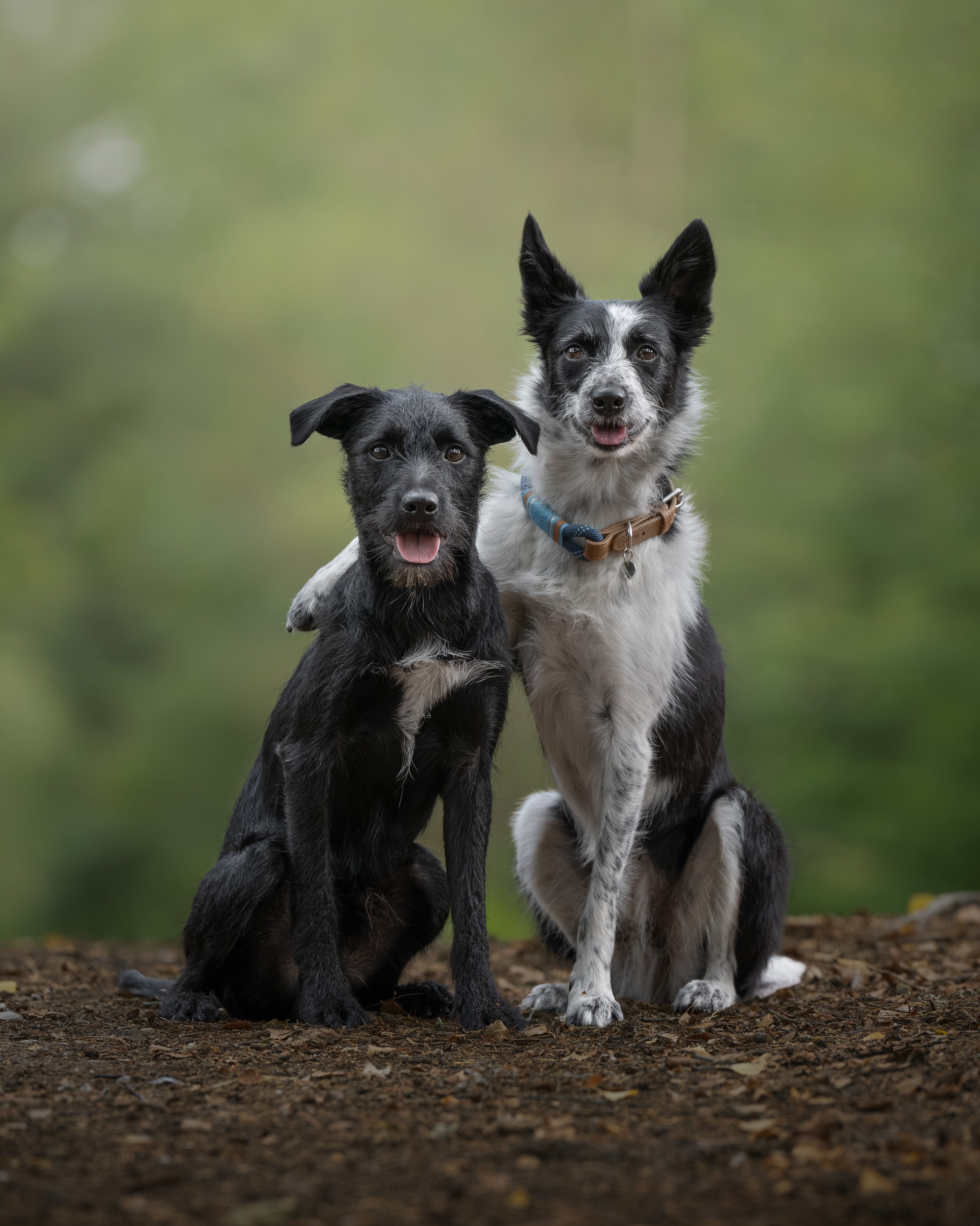 Willow & Pups-12.jpg