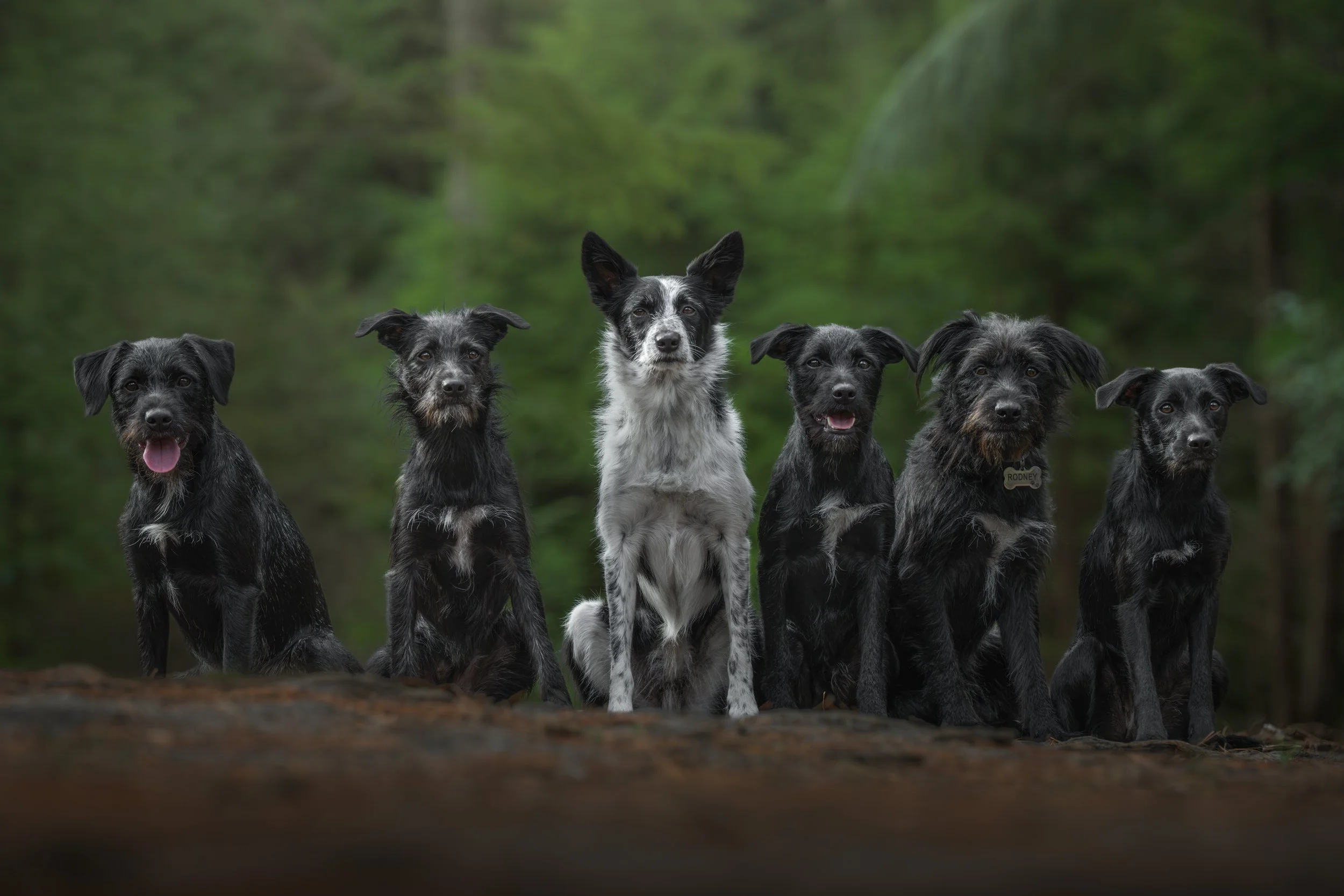 Willow & Pups Together.jpg