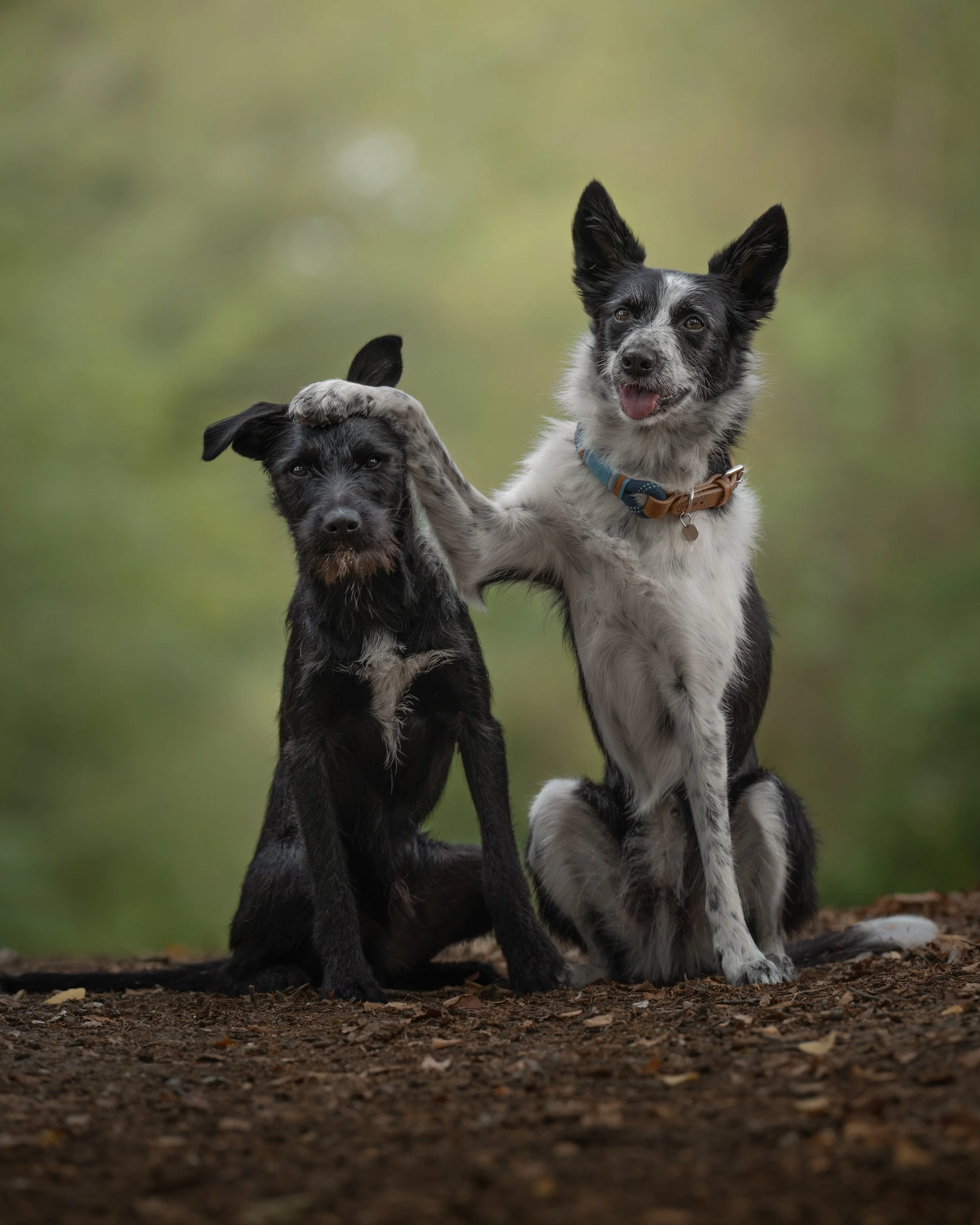 Willow & Pups-10.jpg