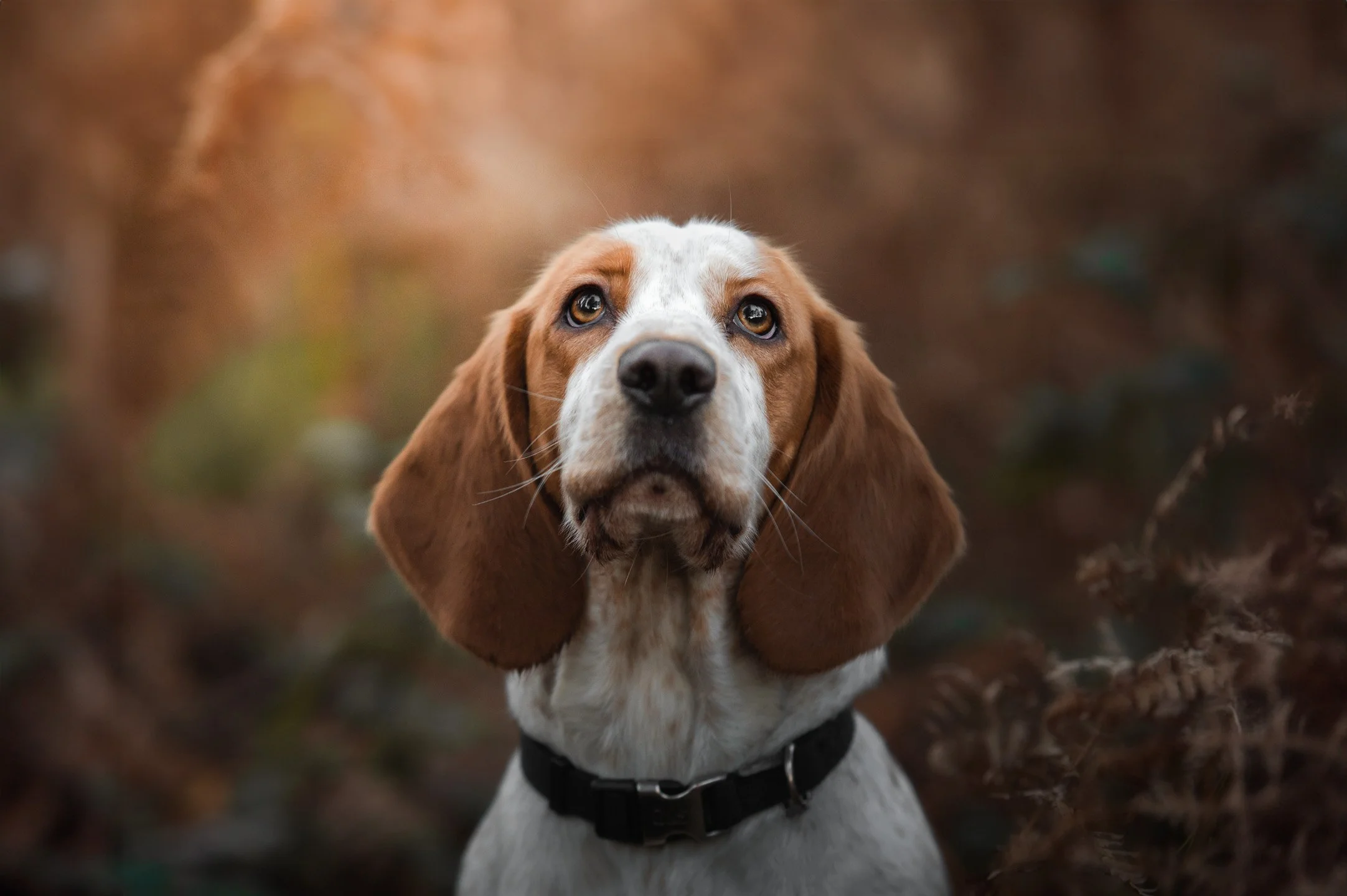 darcy post_.jpg