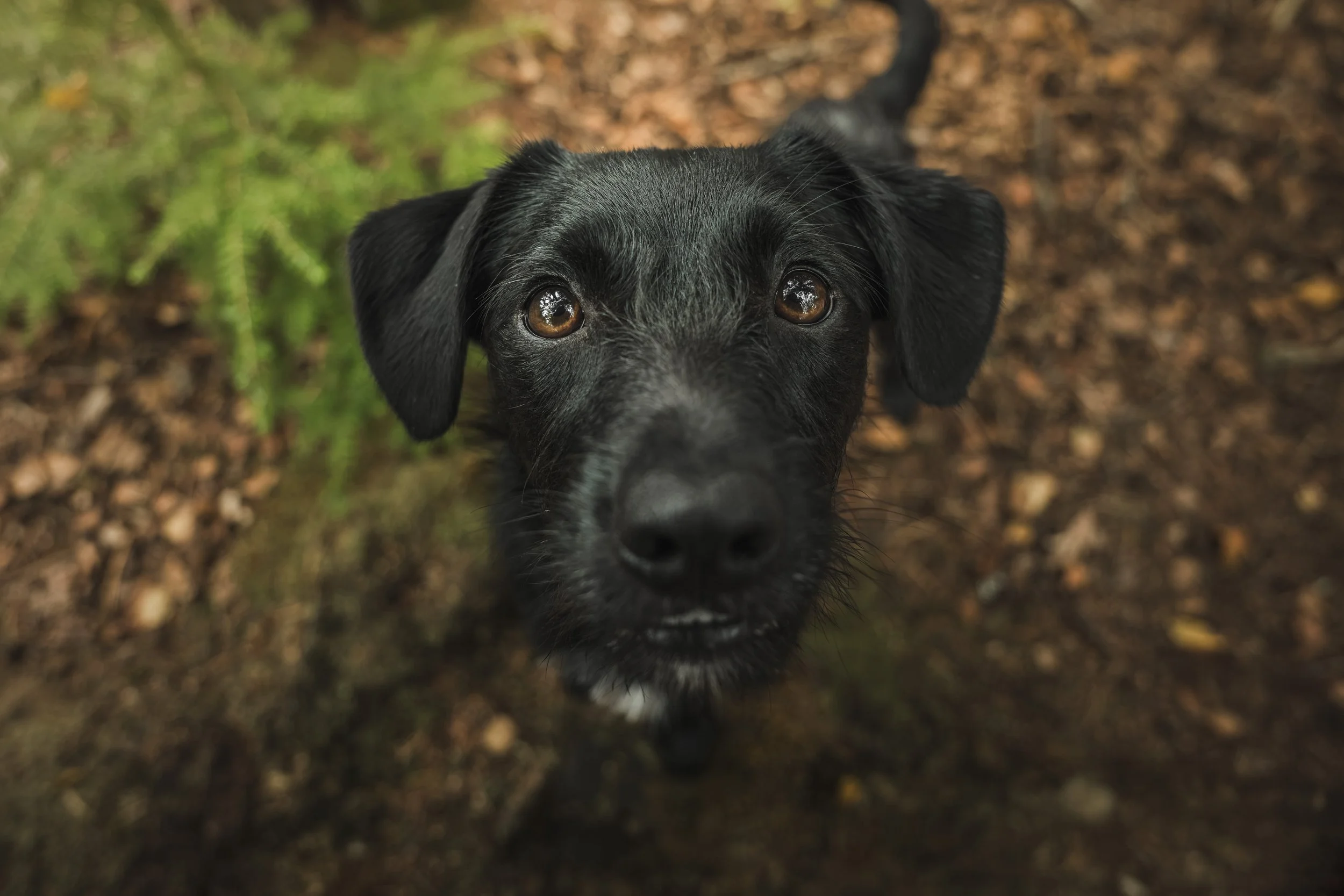Willow & Pups-17.jpg