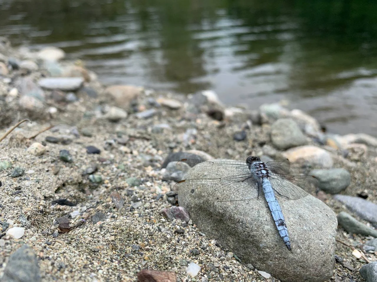 3-Tavignanu libellule credit TV.jpeg