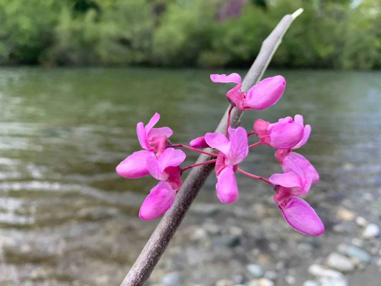 6-Tavignanu credit TV.jpeg