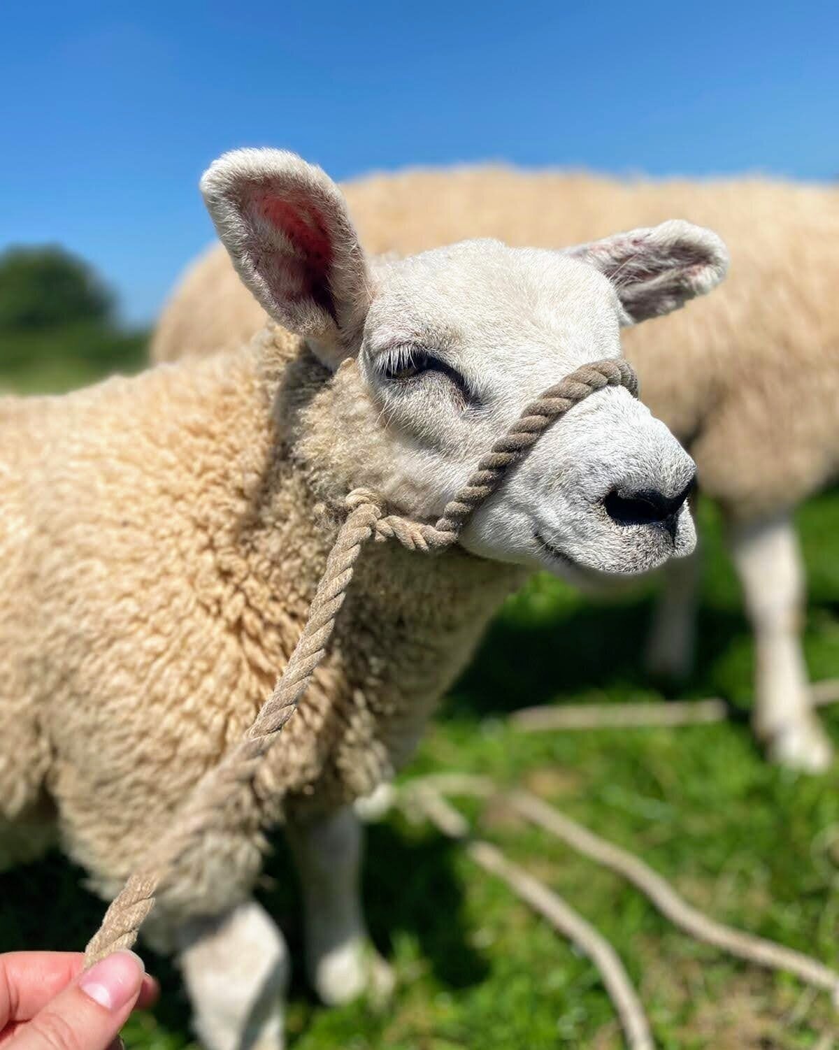 Our Story — Somerset Sheep Trekking
