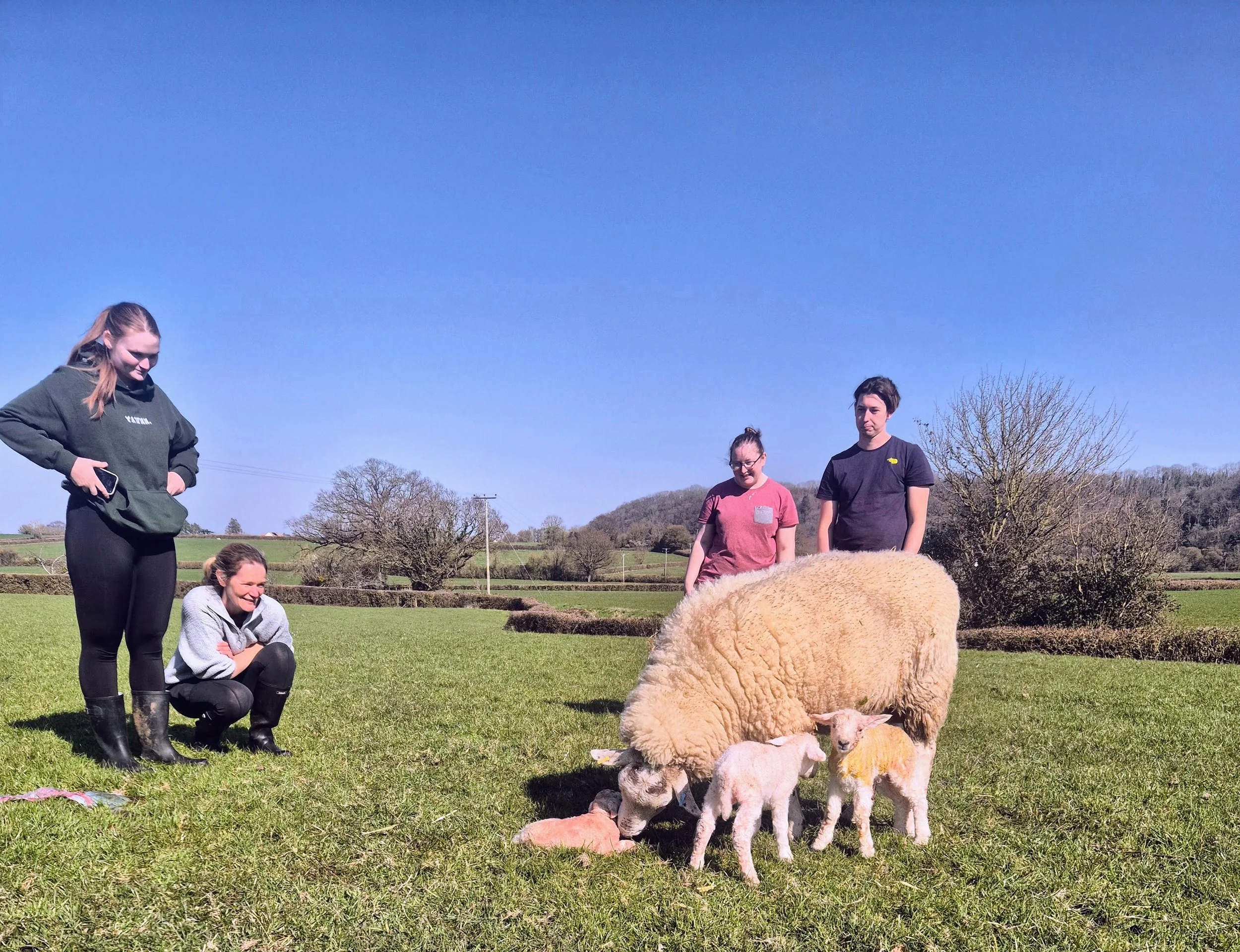 Lambing Experience