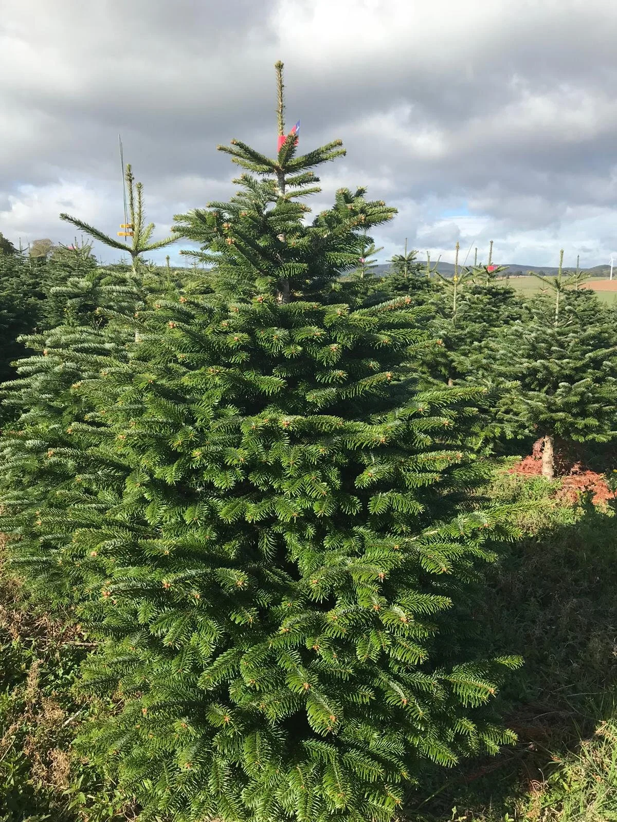 Wholesale Christmas Trees — The Big Christmas Tree Company