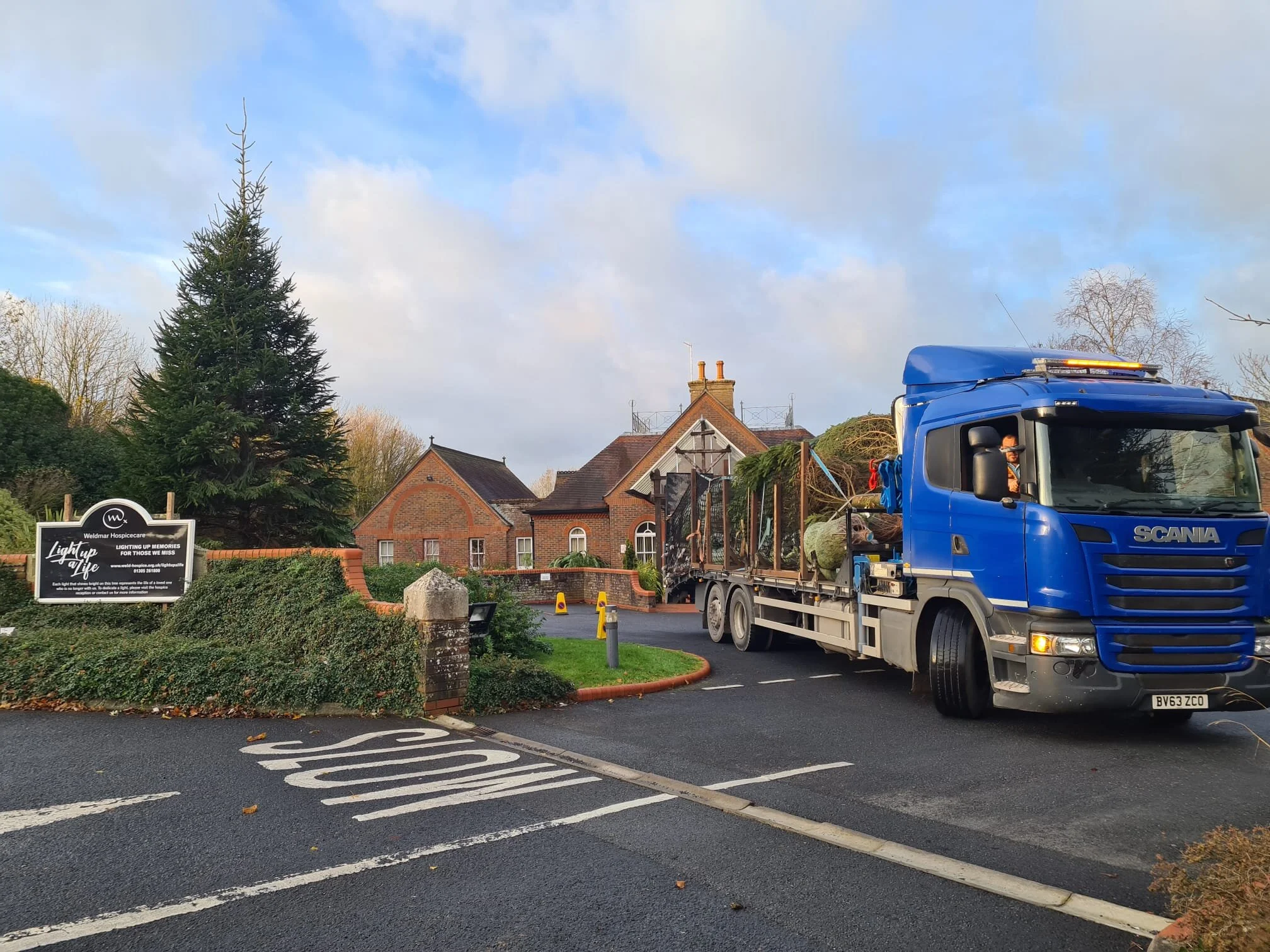 Big Christmas Trees — The Big Christmas Tree Company