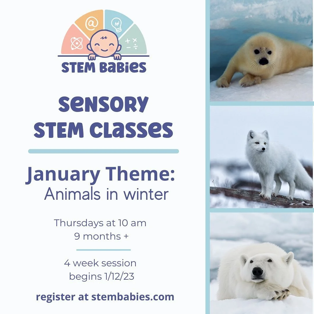 Mrs. Sopit is back in January ready to teach her little @stembabies about winter animals through sensory STEM play! 

✨Our 4 week session begins 1/12/23

✨sign up today with link in bio or go to stembabies.com
***************************************
