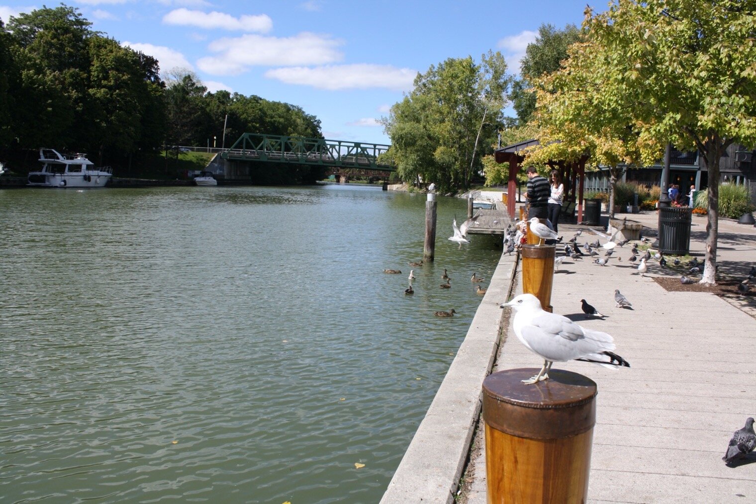 IMG_1935 - Pittsford Village - Bird - Eire Canal.jpg