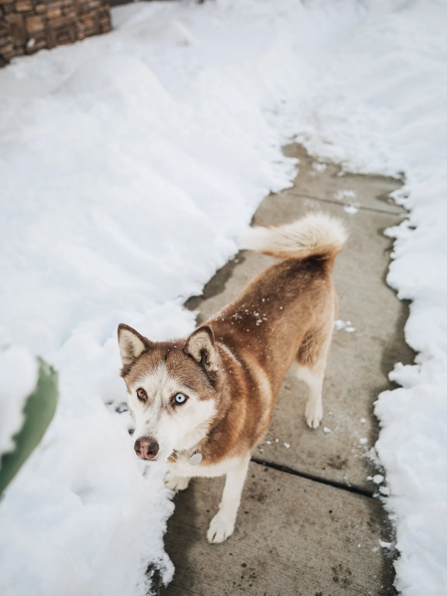 this wasn&rsquo;t supposed to be all the time we had
but my god am i thankful for it

ten years with this wild one
the loudest husky
the funniest sleeper
the biggest snacker

i remember the first time i picked up this snuggly puppy
and i hate that ou