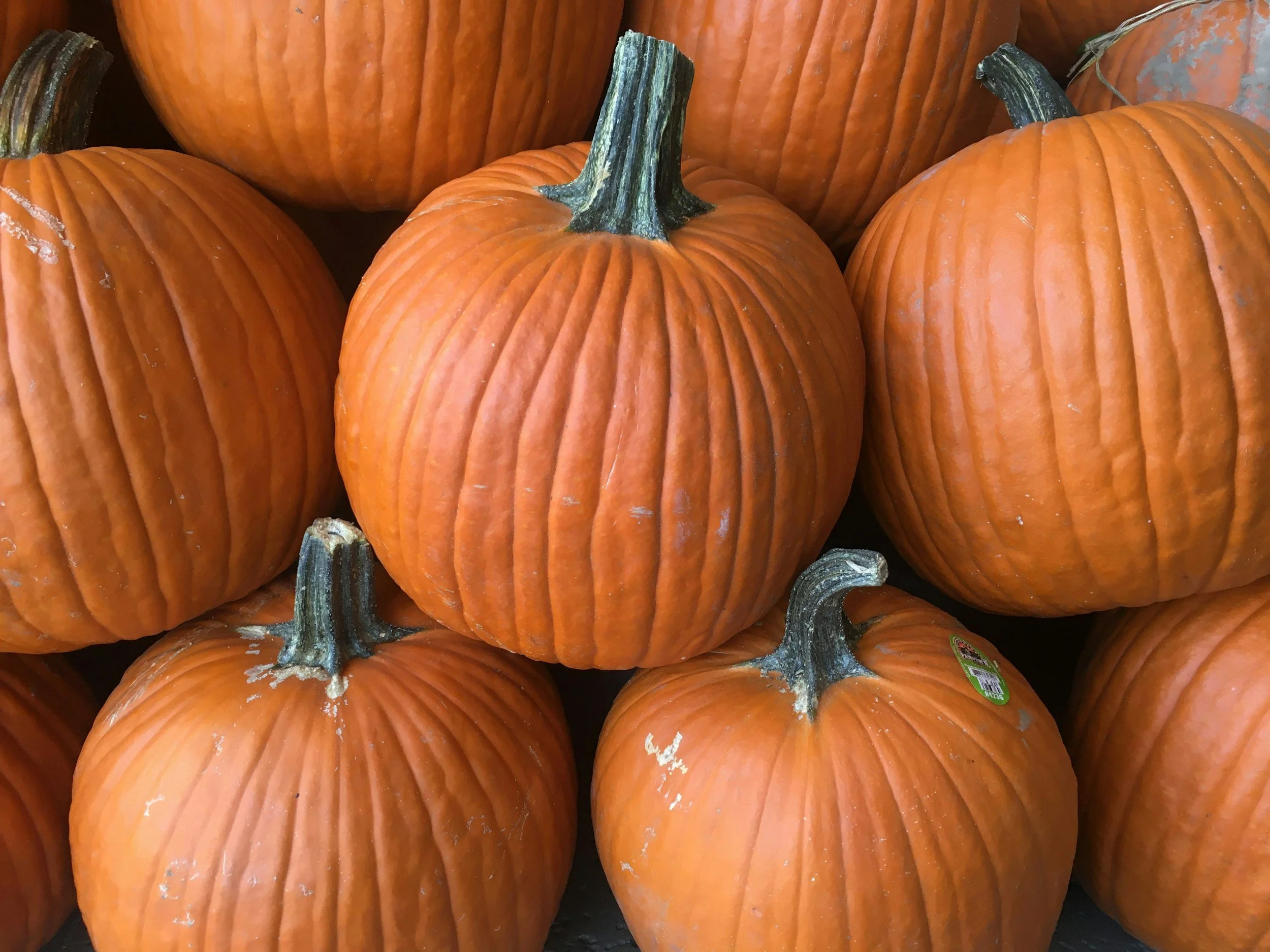 Harvest Festival