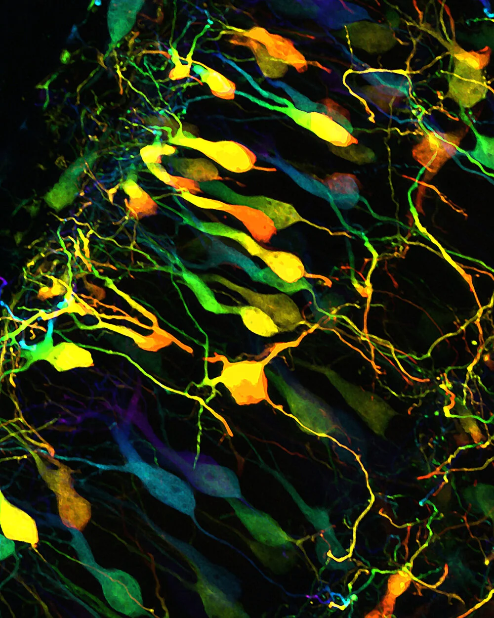 2021 Image Analysis Program — Cellular Imaging