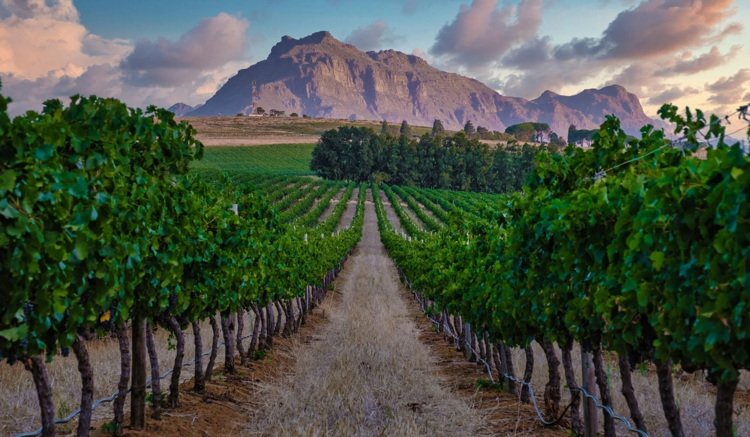 AdobeStock_520003731-Vineyard-landscape-in-Stellenbosch-near-Cape-Town-South-Africa-By-Fokke-Baarssen-2400x1400-f50_50.jpg