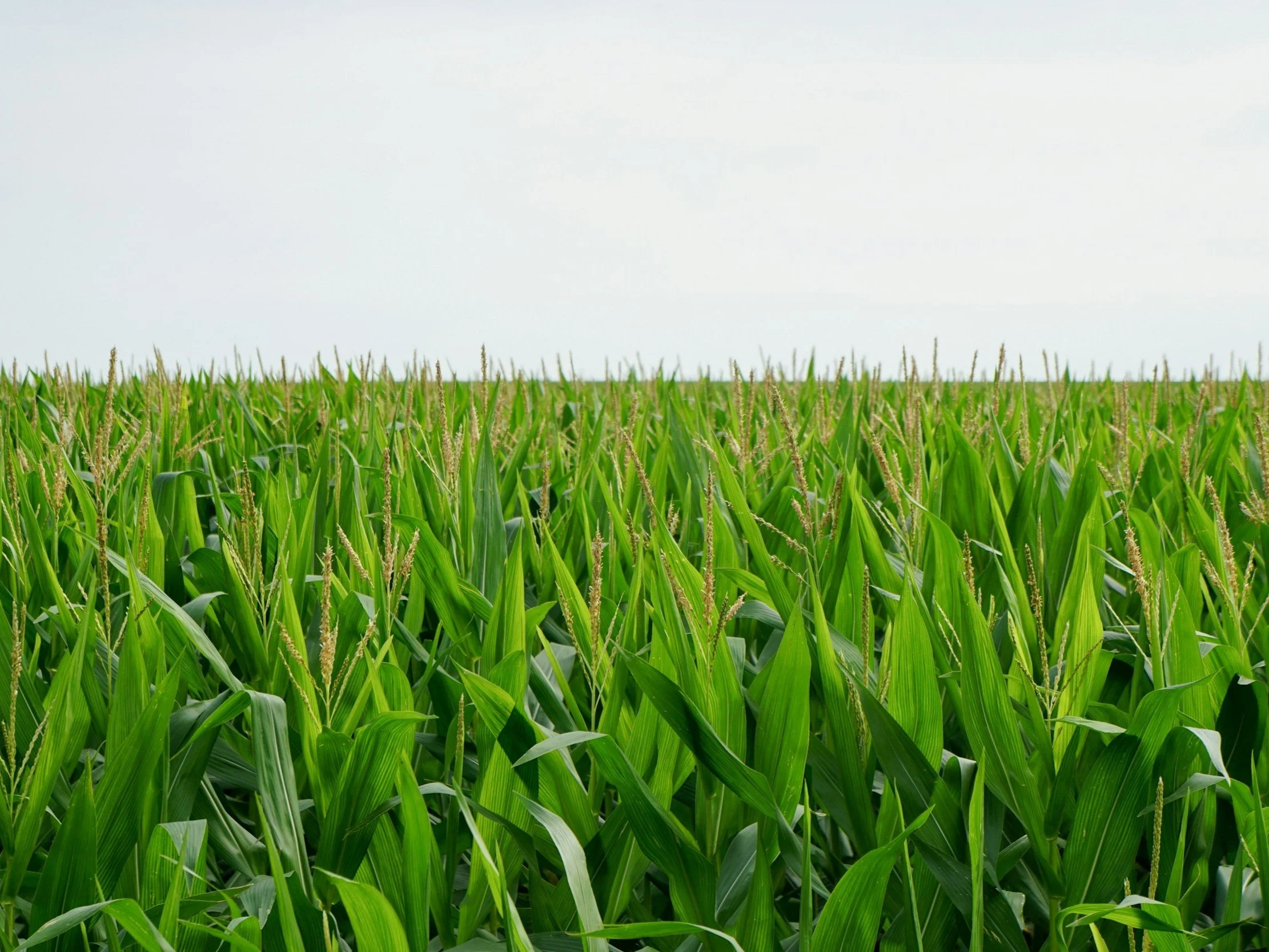 Corn Sweat?