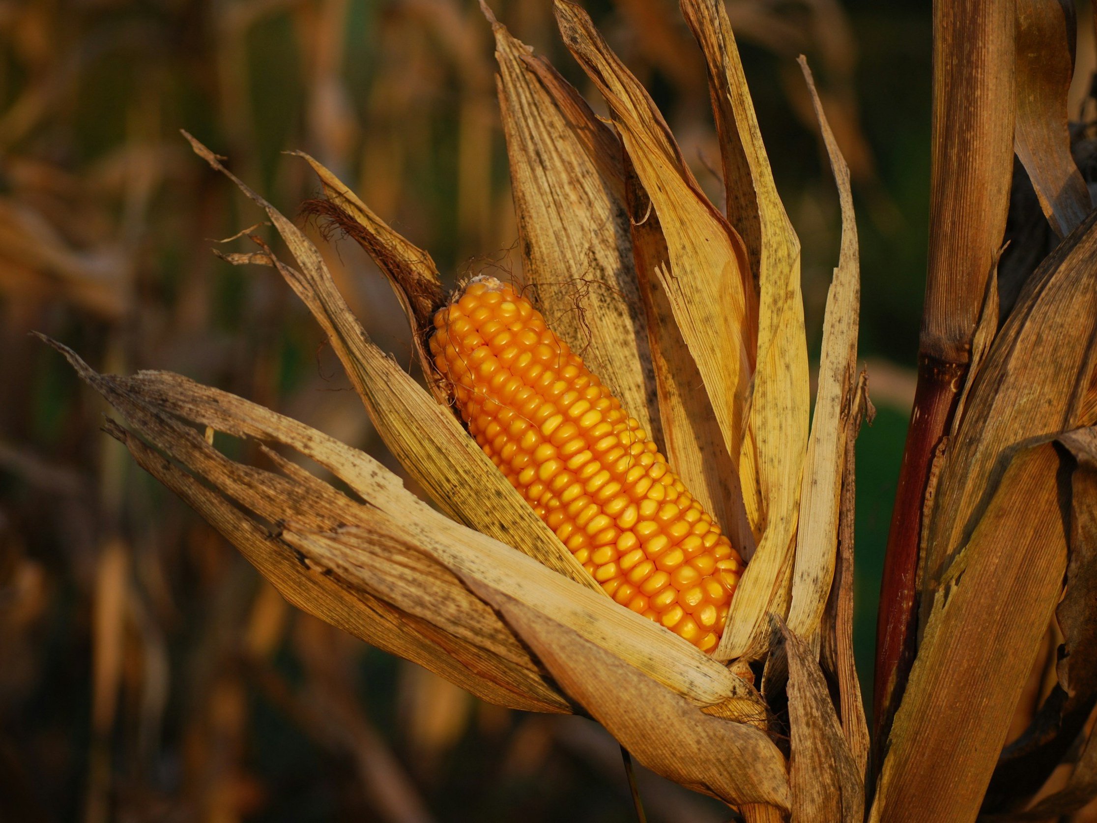 How Agriculture Supports State Economies