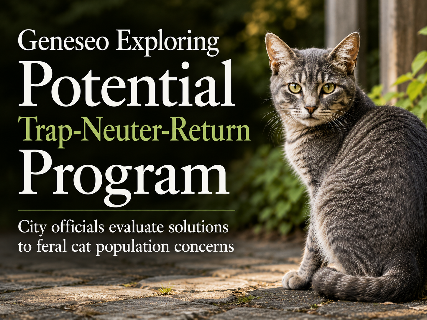 Geneseo Exploring Potential Trap-Neuter-Return Program as Officials Evaluate Feral Cat Population Concerns