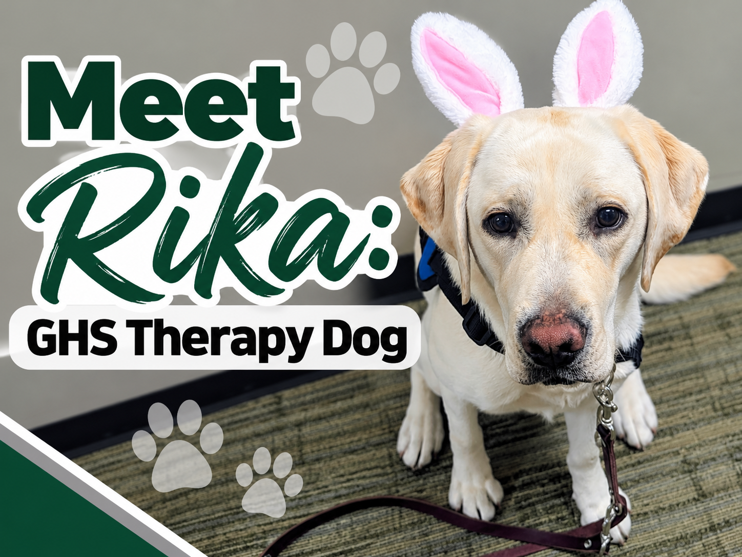 Meet Rika: GHS Therapy Dog