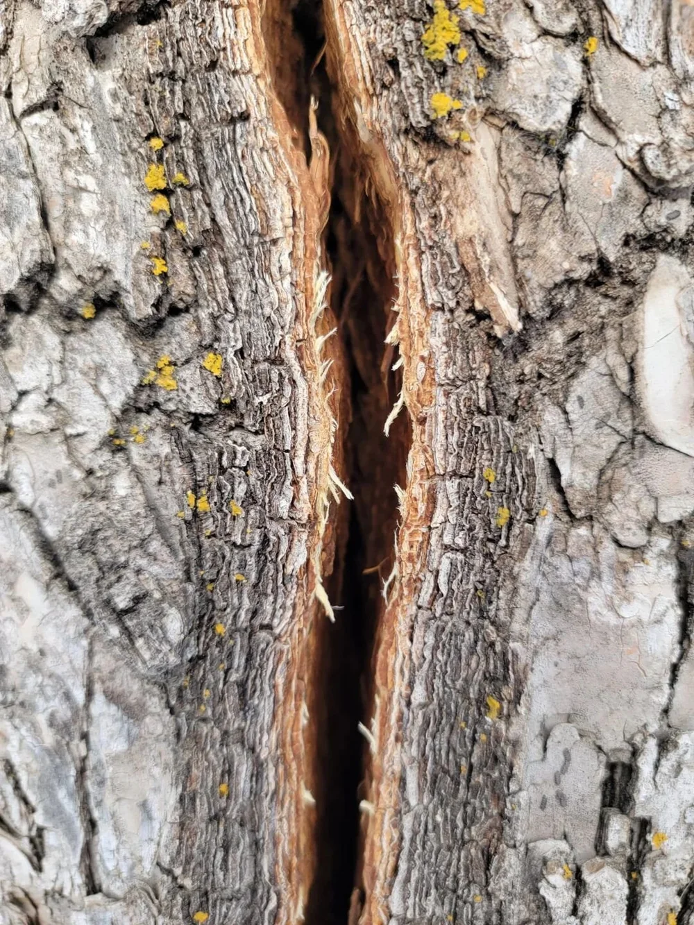 Why “Exploding Trees” Isn’t Quite the Right Term During Extreme Cold ...