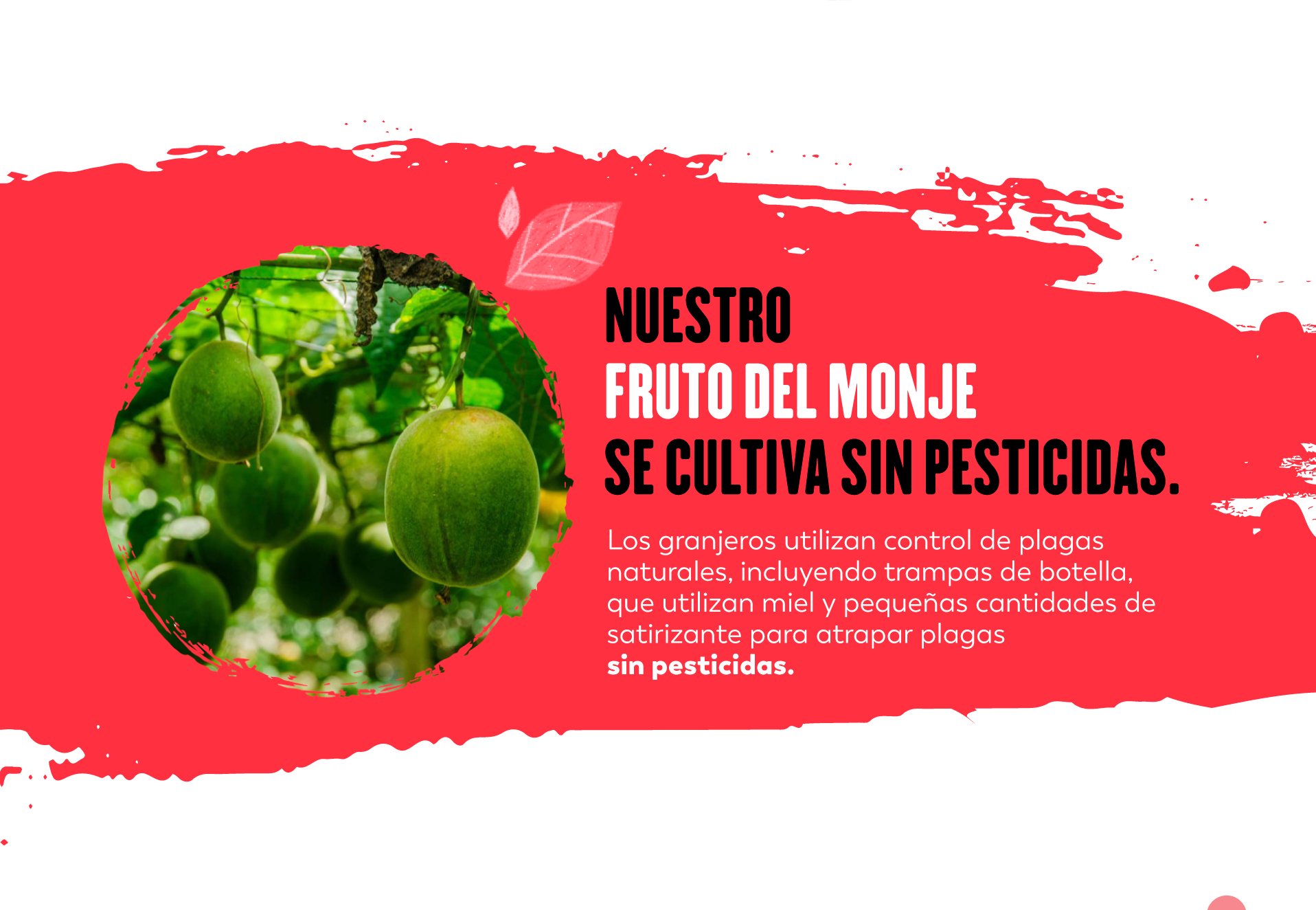 ¿Qué es el Monk Fruit? — Lakanto Mexico