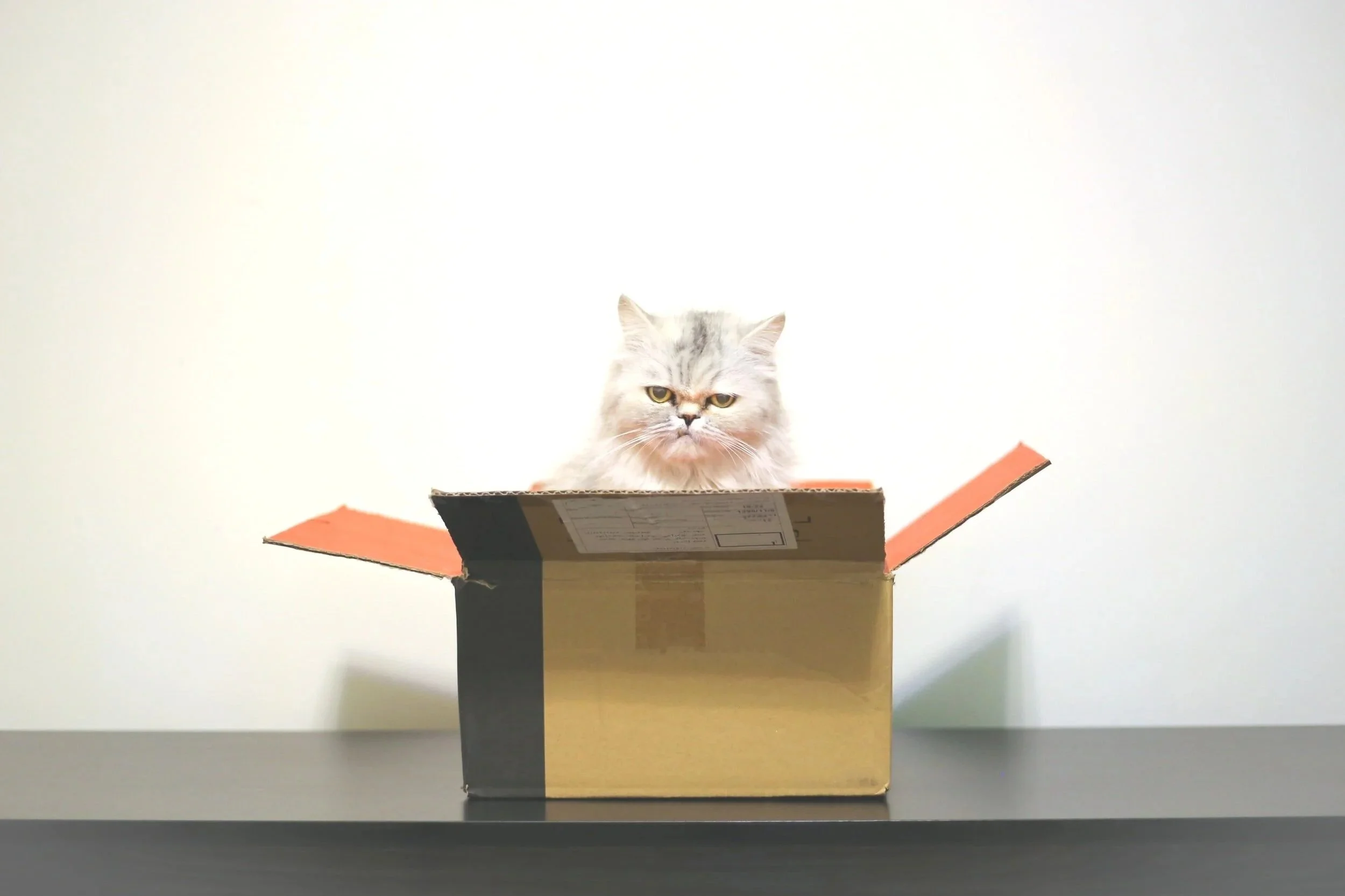 A fluffy cat sitting inside an open cardboard box on a table.