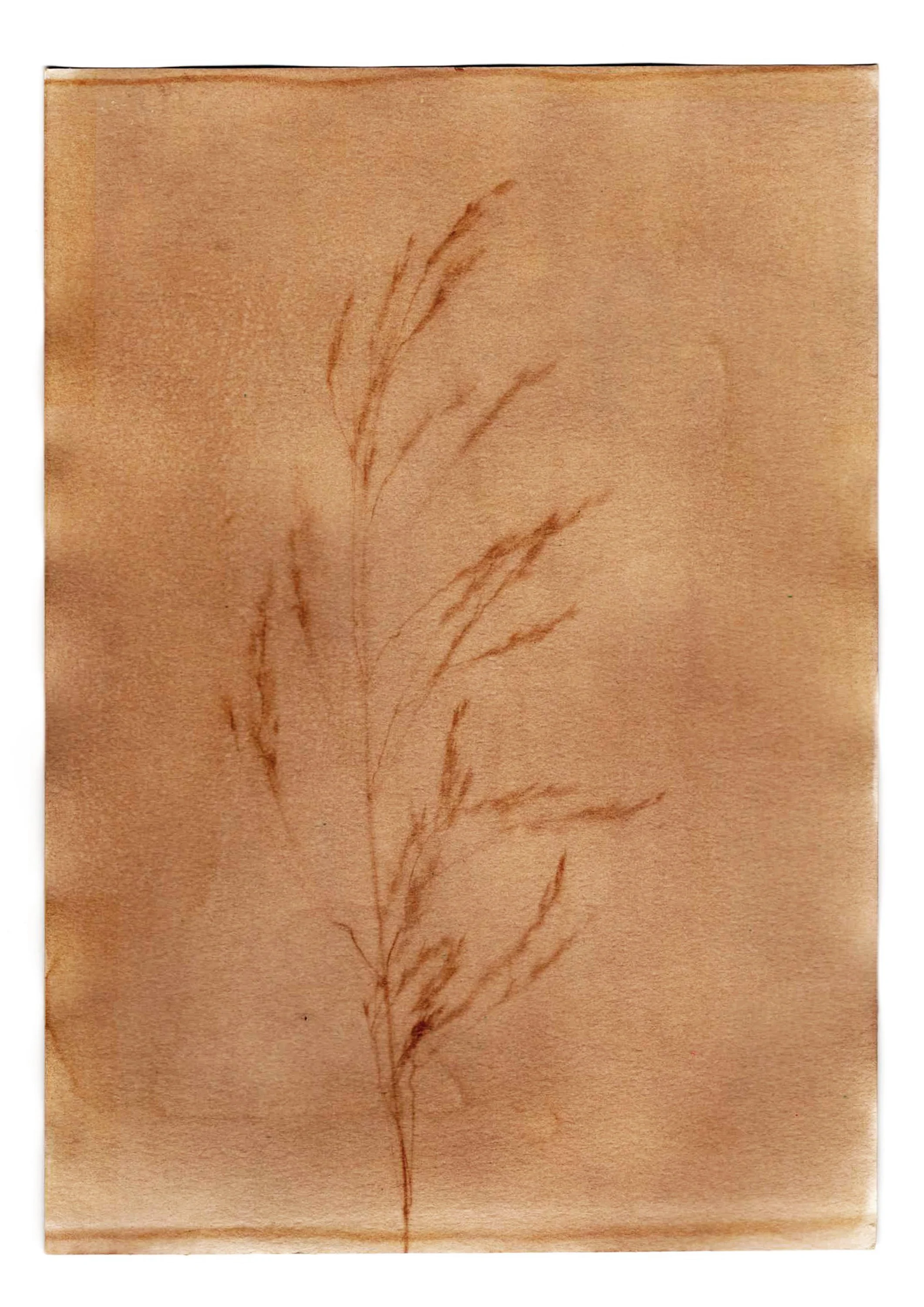 Grass from a morning run. Adelaide, South Australia, 2024.